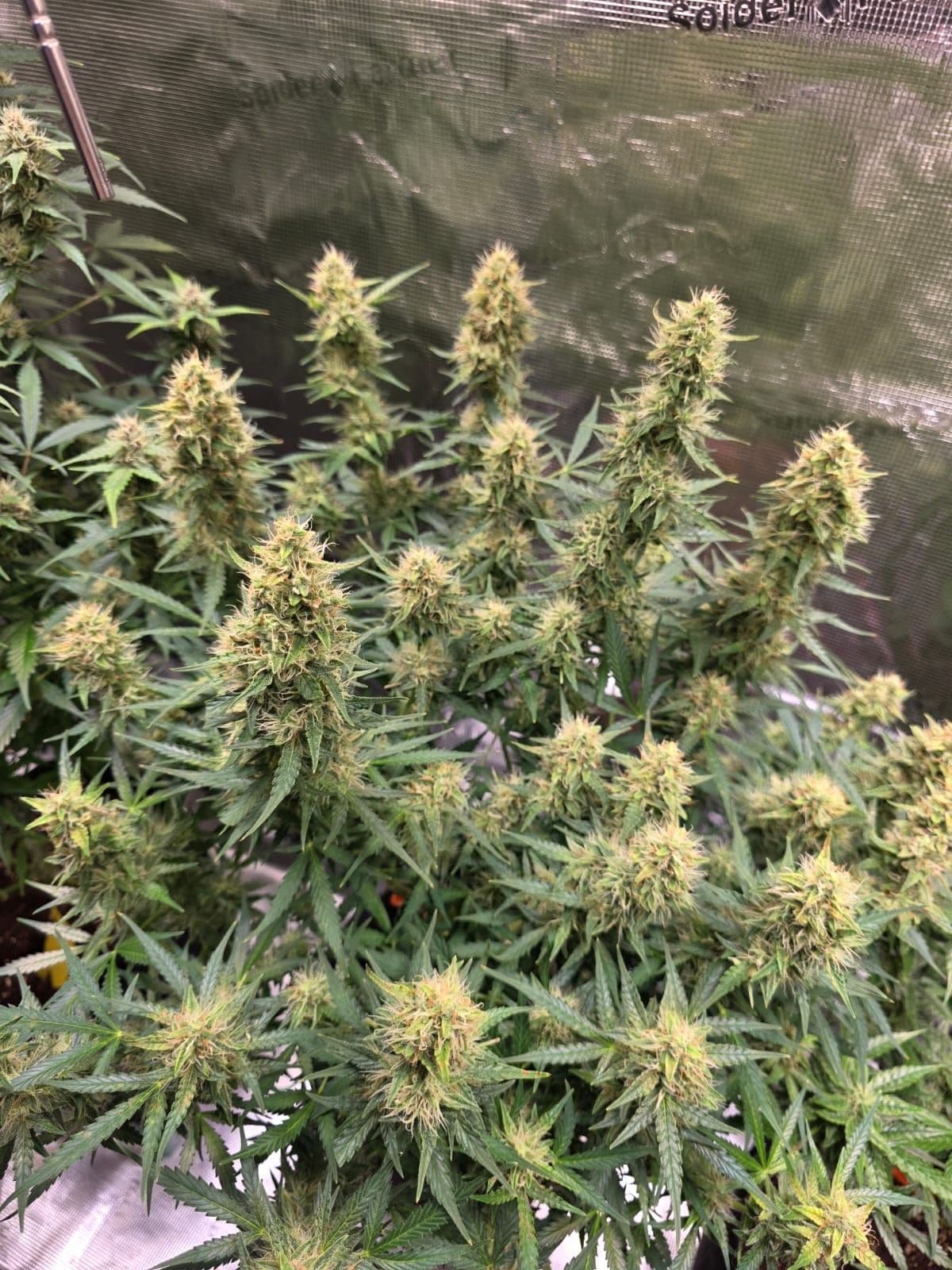 Starlining: Die Zukunft des Cannabis-Plant-Trainings