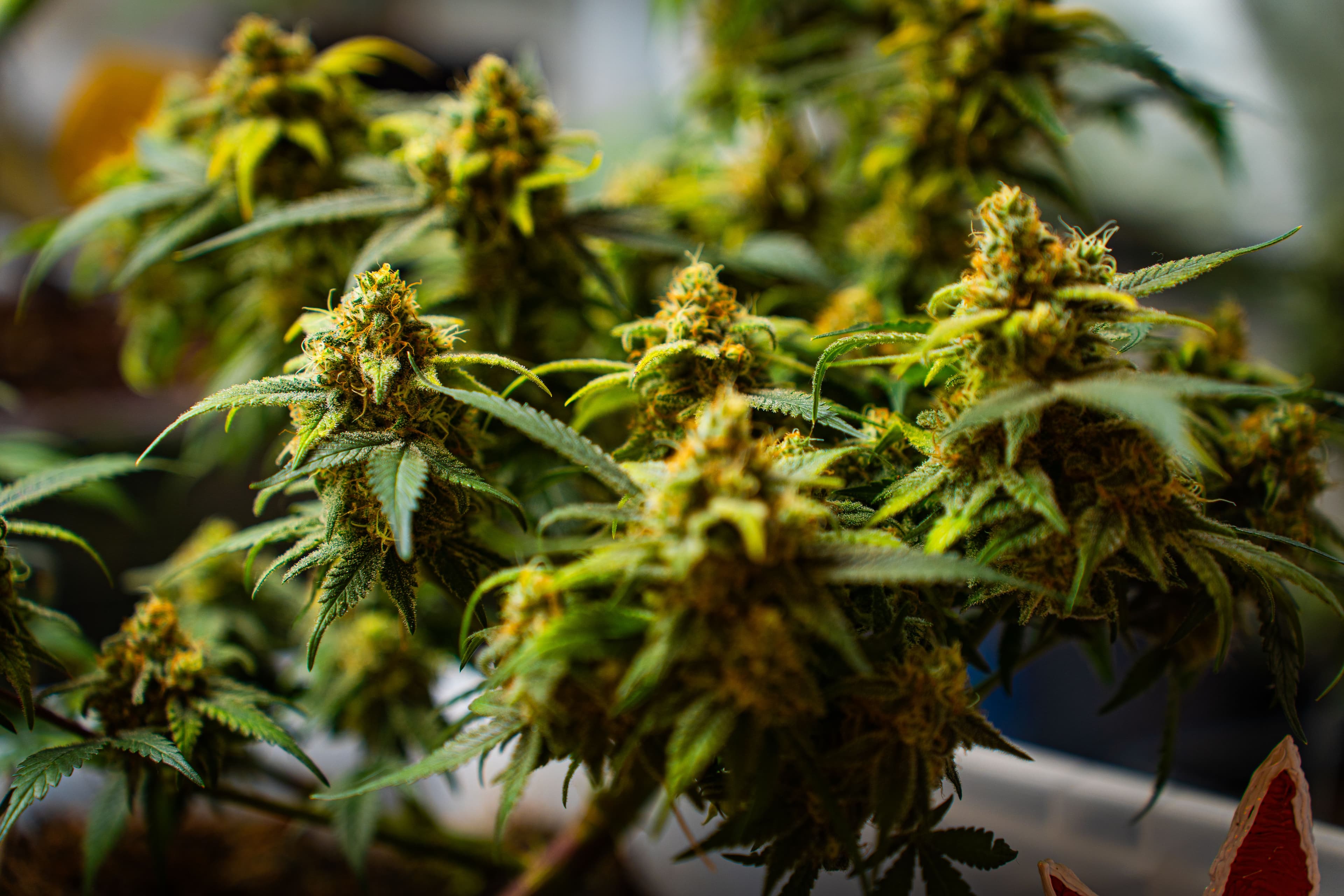 Grow Report: Mimosa Evo – Fruchtbombe mit Punch