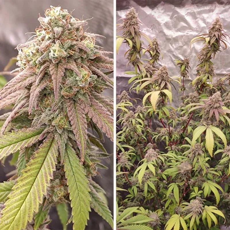 Grow Report: Skywalker Haze – Der Jedi unter den Hazes?