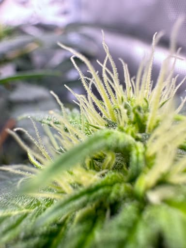 White Widow OG thumbnail 2