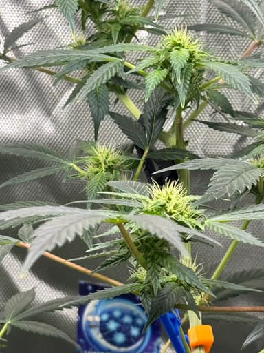 White Widow OG thumbnail 3