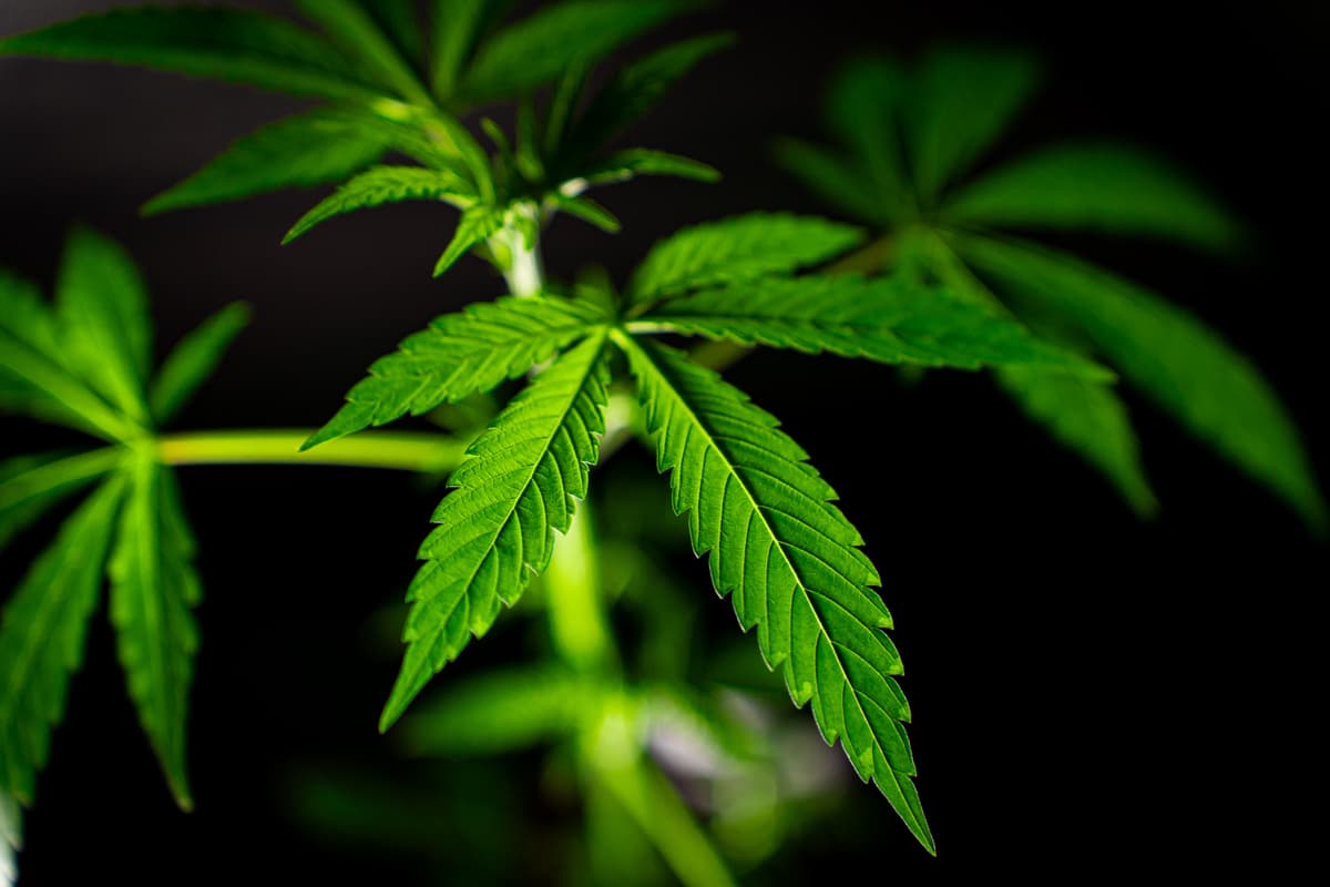 White Widow OG - Image 1