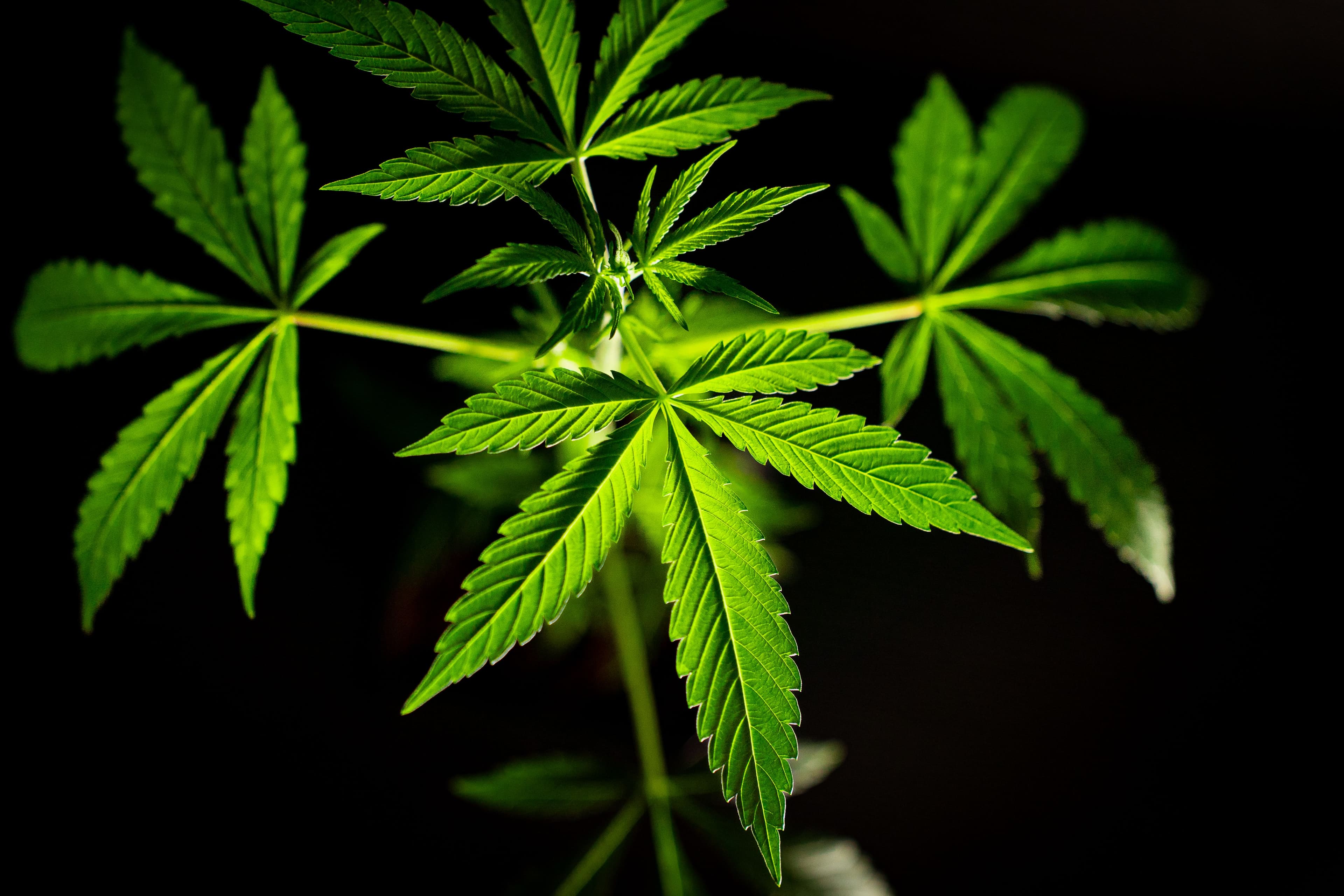 Cannabis/Hanf